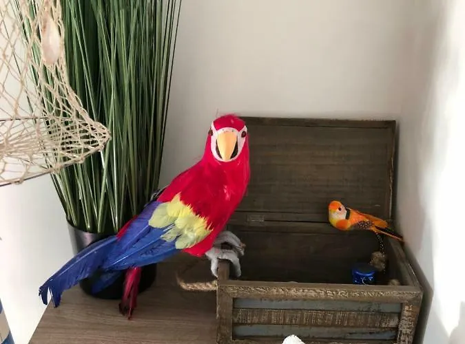 Le Petit Bateau Daire *